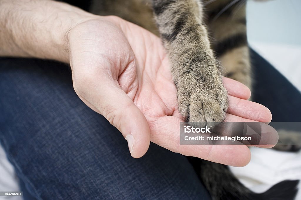 Segurar patas - Royalty-free Gato domesticado Foto de stock