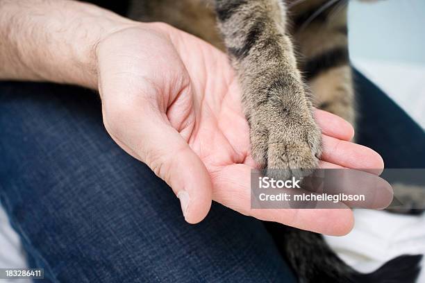 Segurar Patas - Fotografias de stock e mais imagens de Gato domesticado - Gato domesticado, Pata com garras, Gato não domesticado
