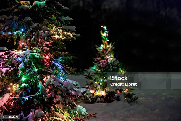 Árboles De Navidad En La Nieve Por La Noche Foto de stock y más banco de imágenes de Aire libre - Aire libre, Anochecer, Bosque