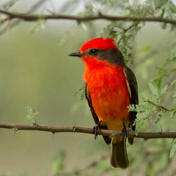 istock Vermilion flycatcher perched atop a tree branch 1832867836