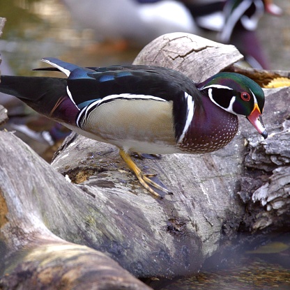 A wood duck perched atop a log in a tranquil body of water