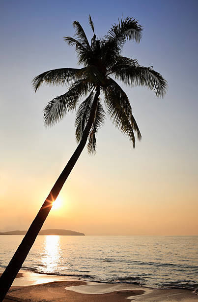 istock Tropical coconut palm on a Thai beach at sunset. 183286818