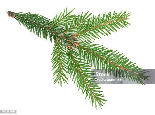 Spruce Tree Branch Stockfoto und mehr Bilder von Fichte - Fichte, Freisteller – Neutraler Hintergrund, Tannenzweig
