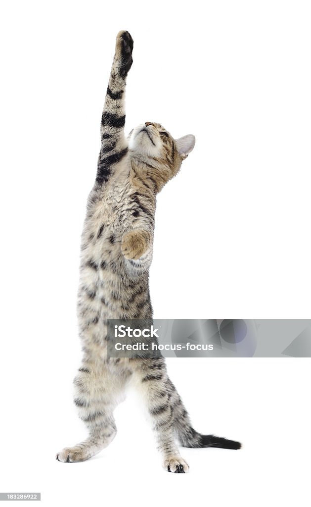 Engraçado Gato - Royalty-free Gato domesticado Foto de stock