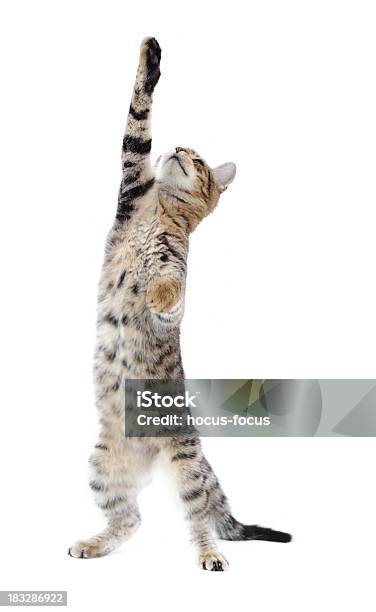 Engraçado Gato - Fotografias de stock e mais imagens de Gato domesticado - Gato domesticado, Figura para recortar, Animal