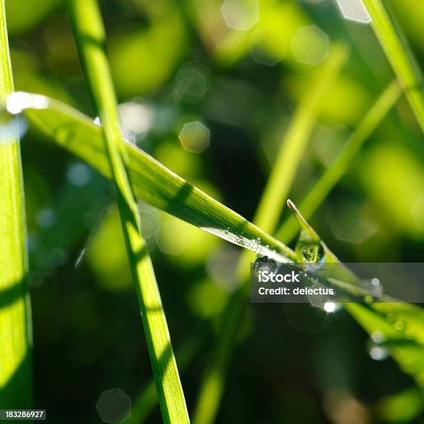 Dewdrop In Der Morgensonne Stockfoto und mehr Bilder von Bildhintergrund - Bildhintergrund, Extreme Nahaufnahme, Fotografie