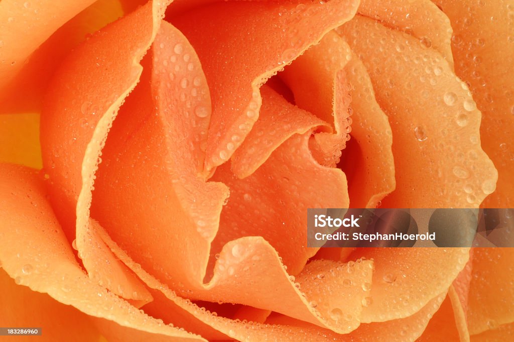 Rose with rain drops (macro) Peach-colored rose with water drops. I also have a black and white version of this rose: Peach Stock Photo