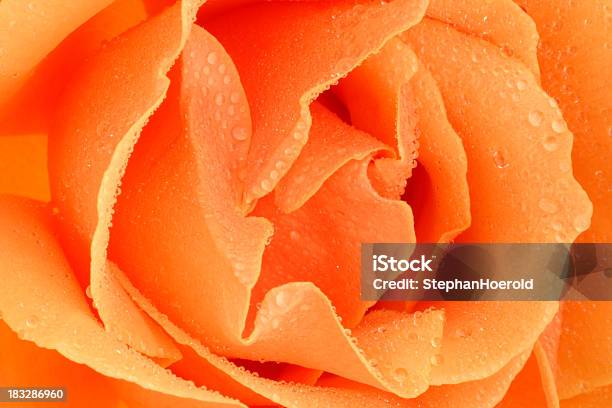 Rose With Rain Drops Stock Photo - Download Image Now - Peach, Drop, Macrophotography