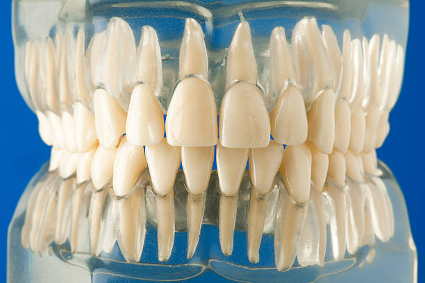 세트마다 이 - dentures human teeth stack laboratory 뉴스 사진 이미지