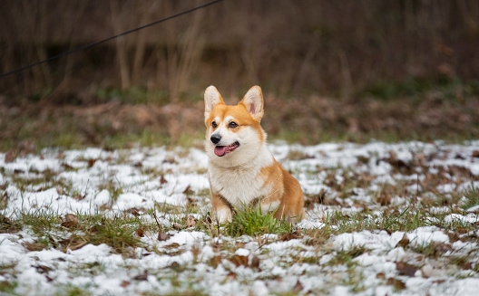 welsh corgi pembroke in the winter park