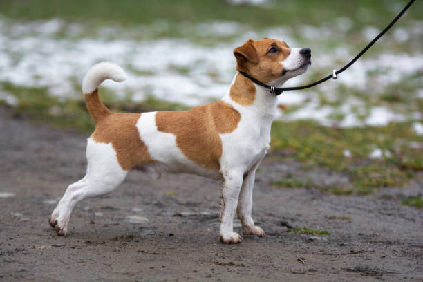 istock portrait of a jack rassel terrier 1832870428