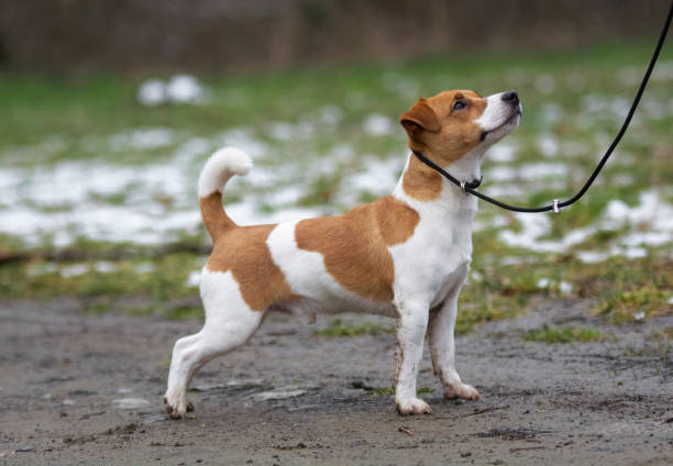 istock portrait of a jack rassel terrier 1832870441