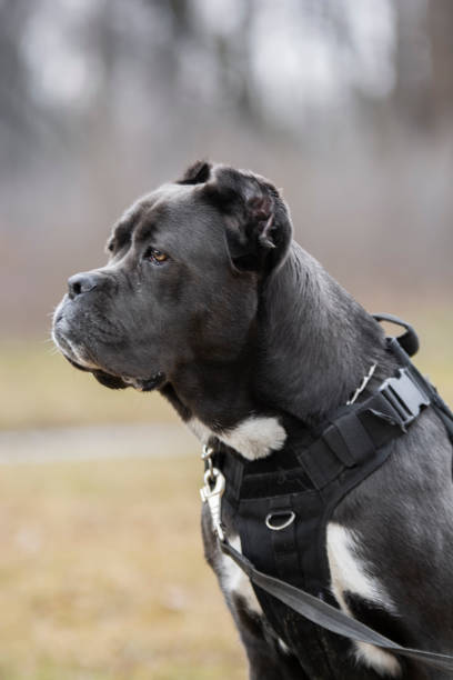 istock Portrait of a cane corso dog 1832870962