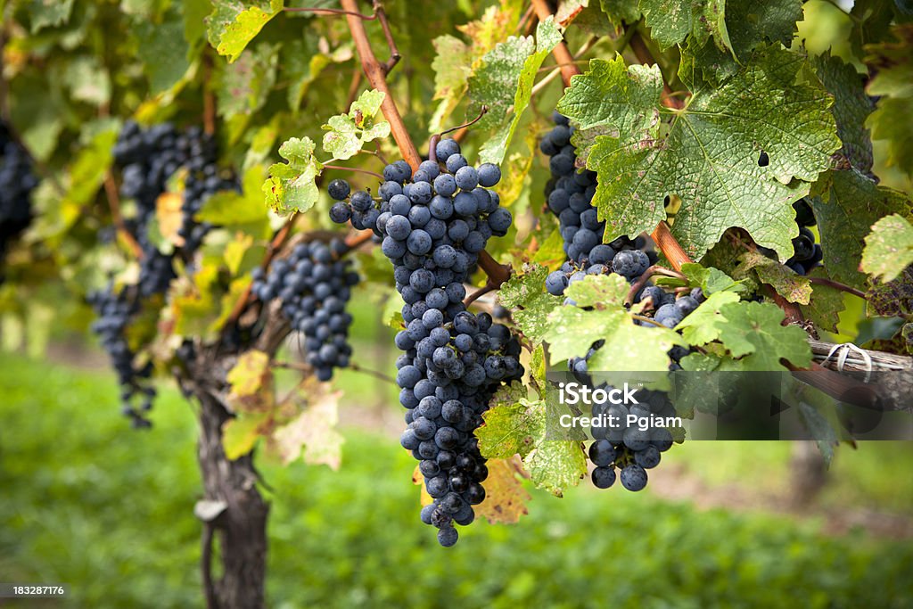 Winogrona na wino winorośli - Zbiór zdjęć royalty-free (Alkohol - napój)