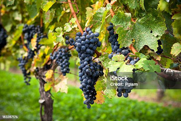 Winogrona Na Wino Winorośli - zdjęcia stockowe i więcej obrazów Alkohol - napój - Alkohol - napój, Dojrzały, Dostatek