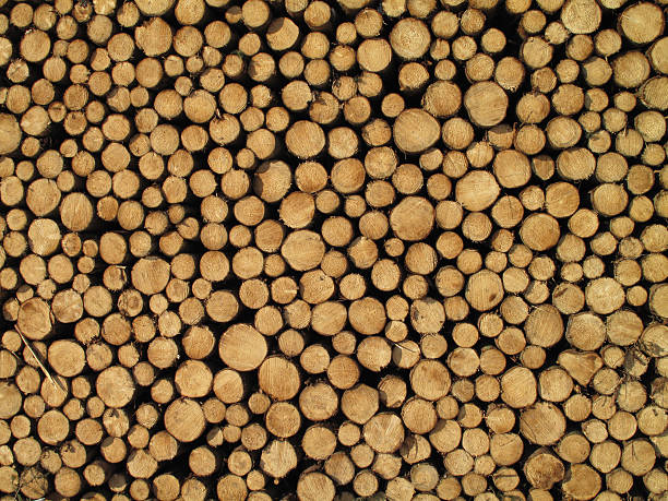 istock Bunch of felled trees 183287320