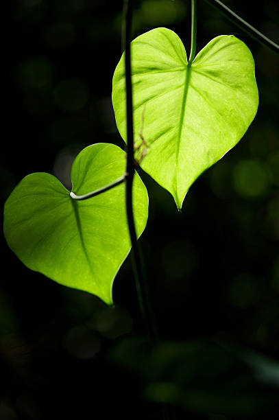 istock Two Heart Shaped Leaves Love Nature Glow in the Jungle 183287452