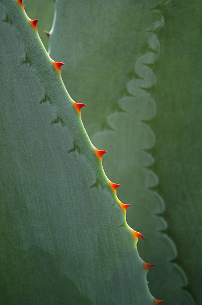 Aloe Vera - foto de acervo