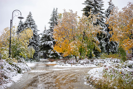 First snowfall in colorful autumn city park. White wet snow covered golden with green trees and bushes foliage. Change of seasons - fairy tale of winter beginning. Snowy landscape Horizontal format