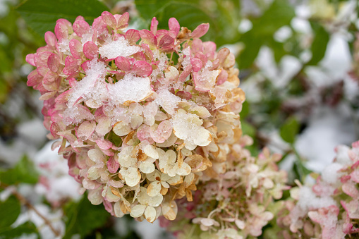 Frozen pale pink hydrangea flowers covered by snow close up. First early snow. Natural change weather conditions. Seasonal transition from fall to early winter. Horizontal orientation. Selective focus