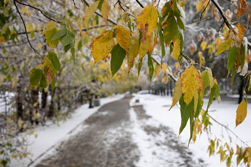 First snowfall in autumn city park. View to blurred alley with frozen leaves on foreground. White early wet snow covered golden trees foliage. Change of seasons from fall to winter. Snowy landscape.