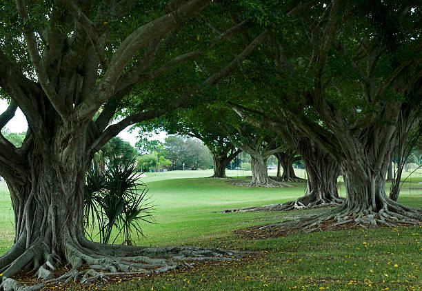 istock Beautiful Golf Course, Palmer Signature, PGA National 183287972