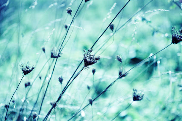 istock Dried Queen Anne's Lace wildflowers 183288285