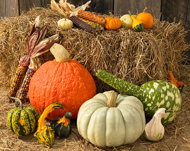 A colorful group of autumn fruits and vegetables including pumpkins,squash, gourds and corn. Lit warmly, with hay and weathered wood in the background. 