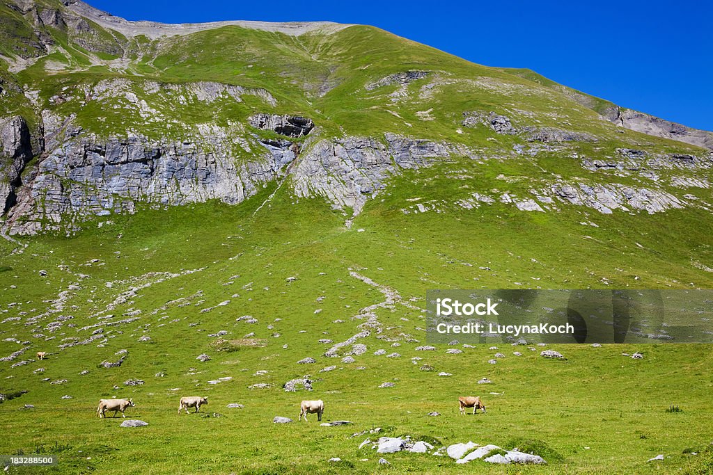 Kühe Auf der Sommerweide - Lizenzfrei Alpen Stock-Foto