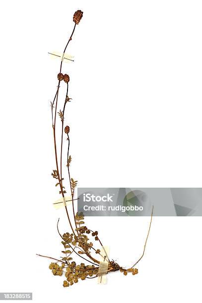 Vertrocknet Stockfoto und mehr Bilder von Abgestorbene Pflanze - Abgestorbene Pflanze, Alternative Medizin, Ausgedörrt