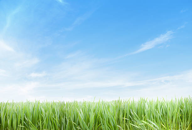 istock Green Grass and sky XXXL 96 mpx 183288664