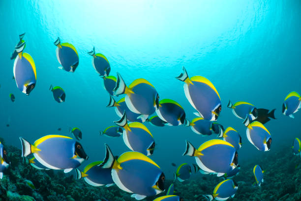 istock powder-blue surgeon fish in shoal 183288806