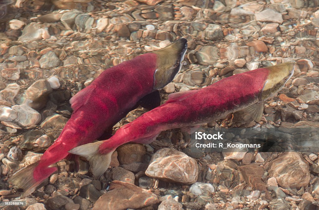 Frai du saumon rouge du Pacifique - Photo de Accouplement animal libre de droits