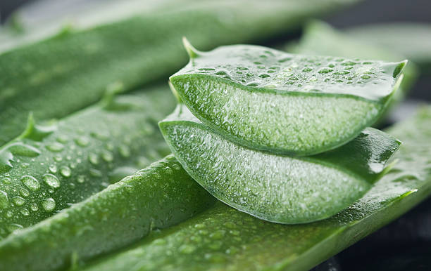 aloe vera - áloe fotografías e imágenes de stock