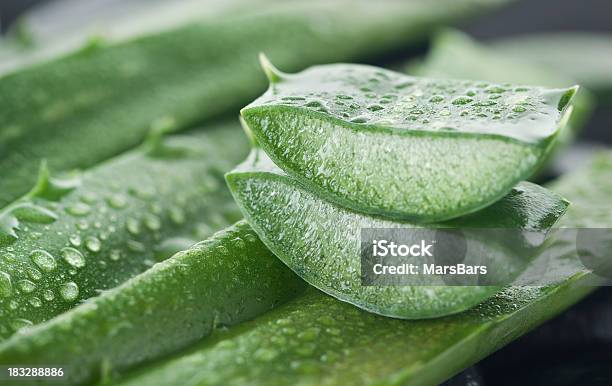 Aloe Vera Foto de stock y más banco de imágenes de Gel de aloe vera - Gel de aloe vera, Aloe vera, Áloe