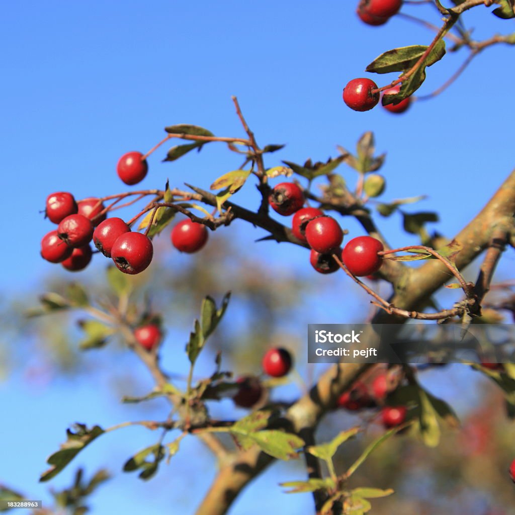 Frutas vermelhas de outono vermelho hawthorn - Foto de stock de Baga - Parte de planta royalty-free