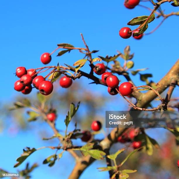 Foto de Frutas Vermelhas De Outono Vermelho Hawthorn e mais fotos de stock de Baga - Parte de planta - Baga - Parte de planta, Flora, Fotografia - Imagem