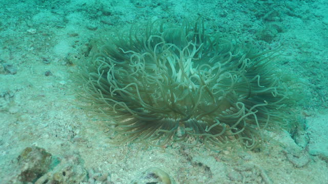 Corkscrew Tentacle Sea Anemone (Macrodactyla doreensis) with Bluestreak Cleaner Wrasse (Labroides dimidiatus)
