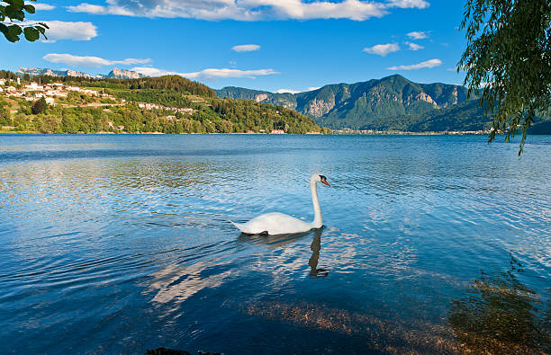 swan en italie lac/lago di caldenazzo - como mountain horizon landscape photos et images de collection