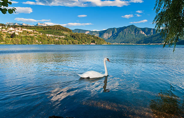 Swan in Italian lake | Lago di Caldenazzo stock photo