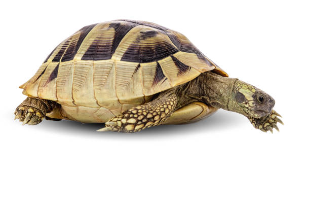 istock Turtle wildlife animal isolated on a white background with clipping path 1832891027