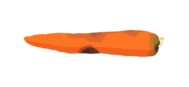 Vector illustration of Spoiled carrot vegetable