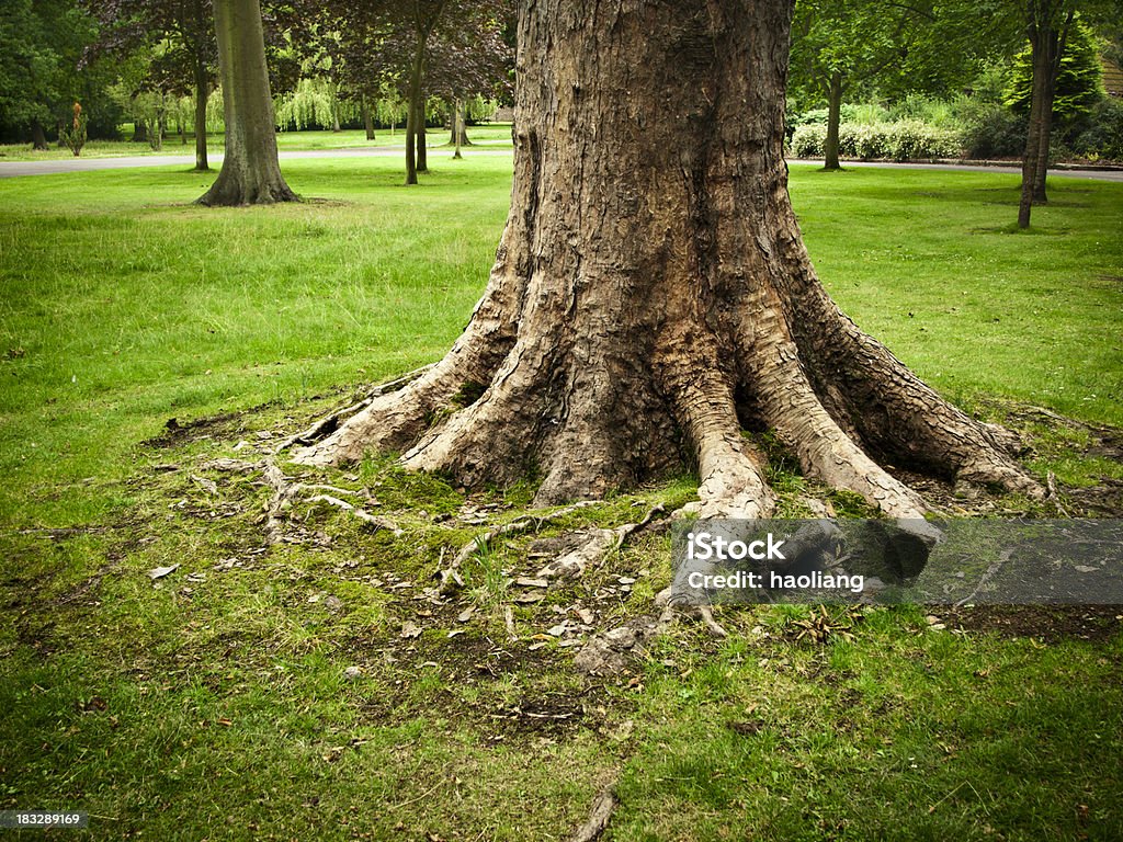 Einsame Baum - Lizenzfrei Wurzel Stock-Foto