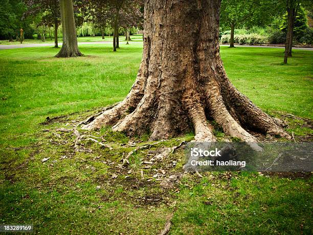 Einsame Baum Stockfoto und mehr Bilder von Wurzel - Wurzel, Baum, Hausgarten