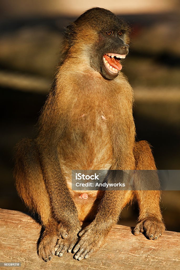 Schreien-Pavianart - Lizenzfrei Lachen Stock-Foto