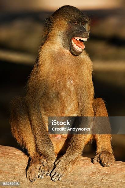 Schreienpavianart Stockfoto und mehr Bilder von Lachen - Lachen, Braun, Einzelnes Tier