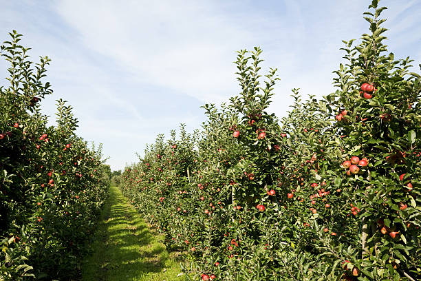 istock Orchard # 108 XXXL 183290089