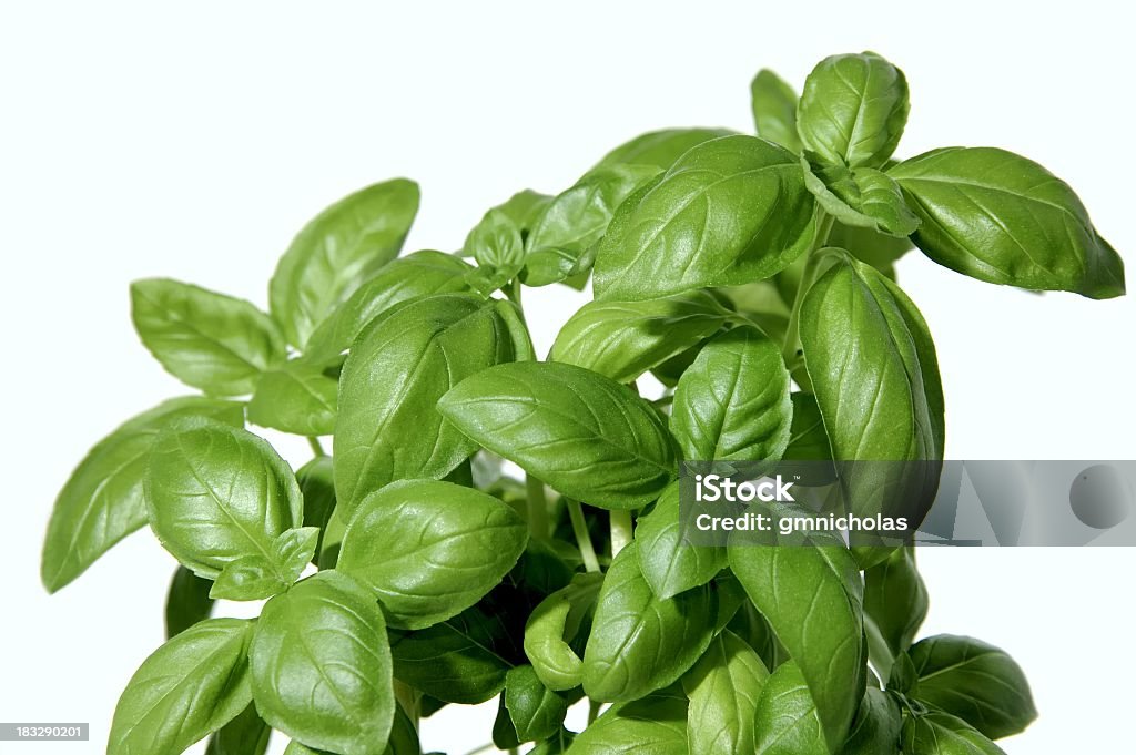 Basil's - Foto de stock de Albahaca libre de derechos