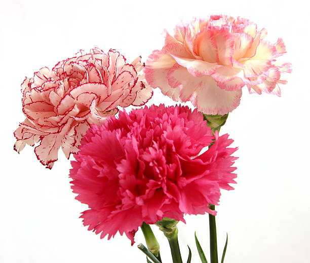 A bouquet of multi color carnations on a white background.
