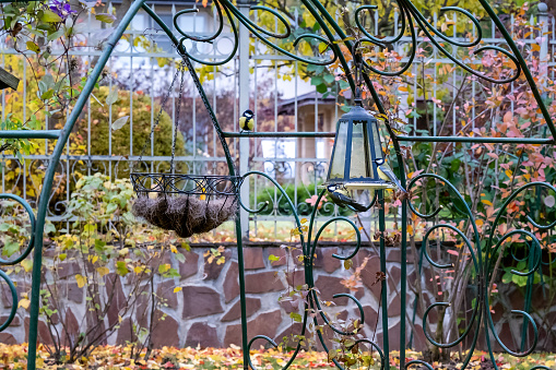 two tits sit on a bird feeder with seeds in the autumn garden